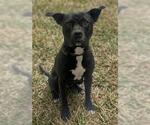 BROCK - Male Mutt Dog for Adoption - Small photo