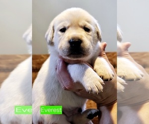 Labrador Retriever Puppy for sale in IOWA FALLS, IA, USA