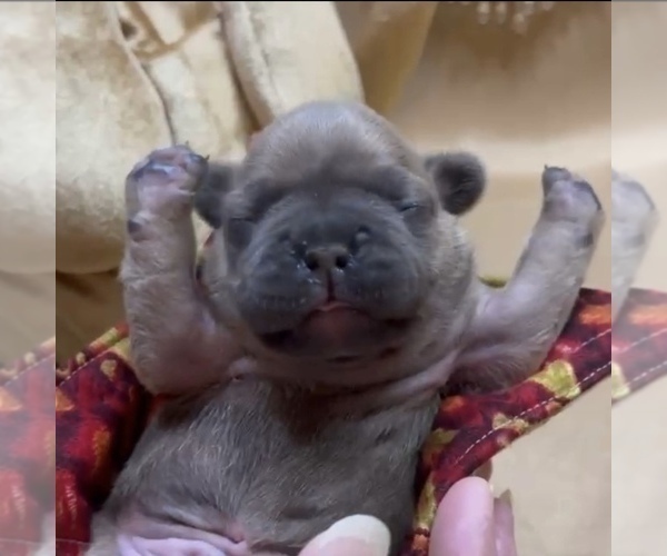Medium Photo #6 French Bulldog Puppy For Sale in WEXFORD, PA, USA
