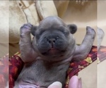 Small Photo #45 French Bulldog Puppy For Sale in WEXFORD, PA, USA