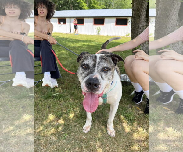 Medium Photo #6 American Bulldog-Unknown Mix Puppy For Sale in Perth Amboy, NJ, USA