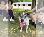 Small #5 American Bulldog Mix