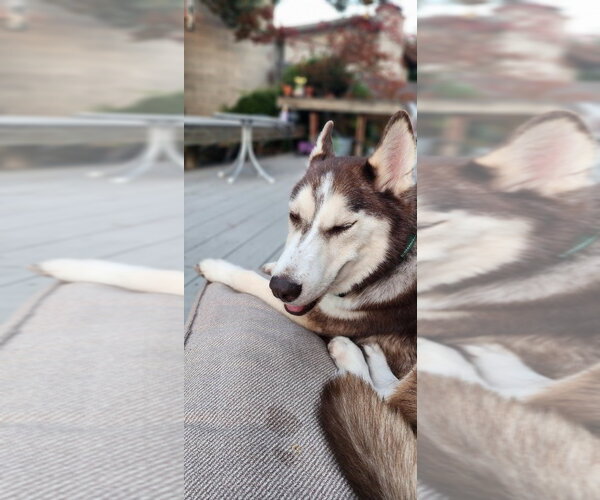 Medium Photo #2 Siberian Husky-Unknown Mix Puppy For Sale in Salt Lake City, UT, USA