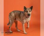 Small #1 Mutt