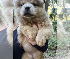 Chow Chow Puppy for sale in GAINESVILLE, FL, USA