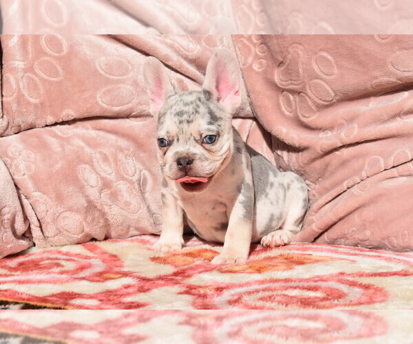 Medium Photo #4 French Bulldog Puppy For Sale in BAYTOWN, TX, USA