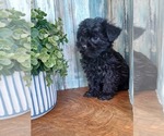 Small Photo #3 Morkie Puppy For Sale in NILES, MI, USA