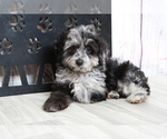 Small Photo #4 Aussie-Poo Puppy For Sale in MARIETTA, GA, USA