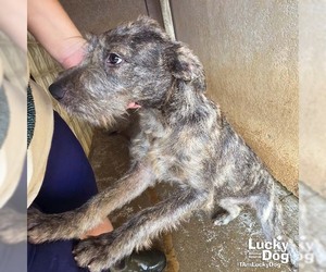 Kettle - Female Airedale Terrier-Unknown Mix Dog for Adoption - Photo #2