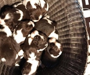 English Springer Spaniel Puppy for sale in BERLIN, PA, USA