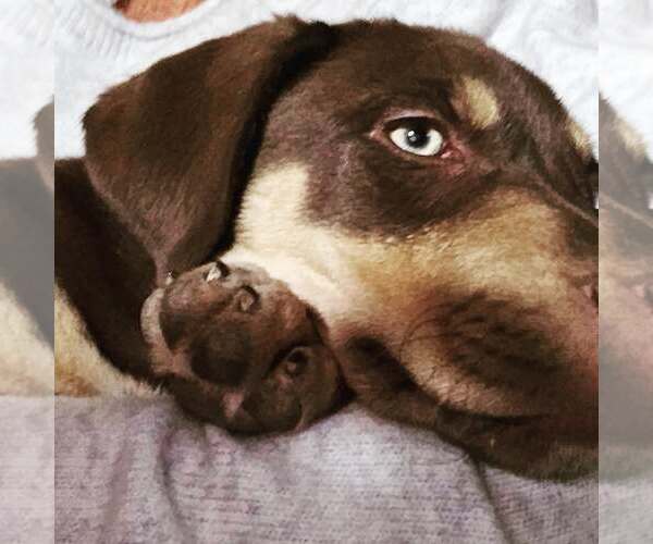 Medium Photo #3 Australian Shepherd-Rottweiler Mix Puppy For Sale in Williamsburg, NM, USA