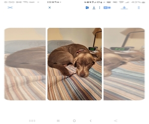 Father of the Labrador Retriever puppies born on 04/12/2026