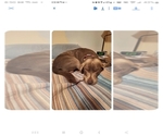 Small Photo #1 Labrador Retriever Puppy For Sale in COSHOCTON, OH, USA