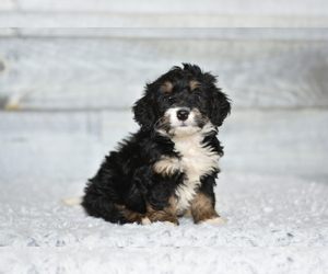 Bernedoodle (Miniature) Puppy for Sale in COCHRANTON, Pennsylvania USA
