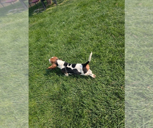 Medium Photo #5 Basset Hound Puppy For Sale in JEROME, ID, USA