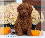 Small Cavapoo