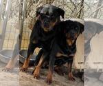Small Photo #1 Rottweiler Puppy For Sale in UPPER MARLBORO, MD, USA