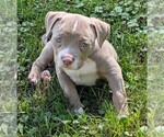 Small #2 American Bully