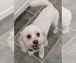 Small #4 Cavachon