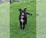 Small #1 Labrador Retriever Mix