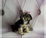 Small Photo #2 Poodle (Toy)-Yorkshire Terrier Mix Puppy For Sale in WARSAW, IN, USA