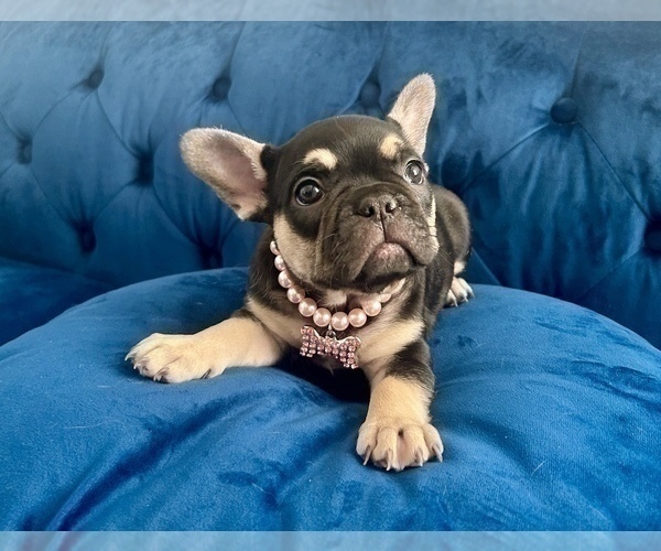 Medium Photo #1 French Bulldog Puppy For Sale in ENCINO, CA, USA