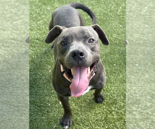 Medium Photo #3 American Pit Bull Terrier-Unknown Mix Puppy For Sale in NEWPORT NH, NH, USA