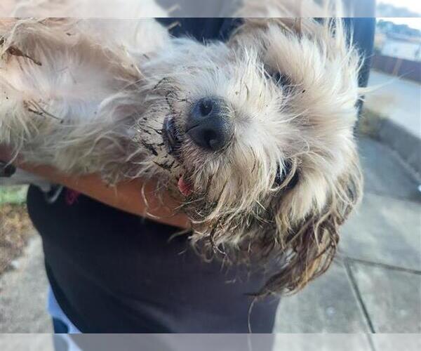 Medium Photo #1 Mutt Puppy For Sale in San Antonio, TX, USA