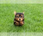 Small #5 Yorkshire Terrier