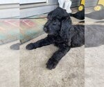 Small #9 Goldendoodle