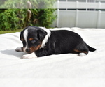 Small #5 Miniature Australian Shepherd