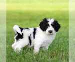 Puppy Jackson Miniature Bernedoodle