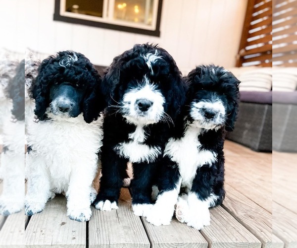 Medium Photo #2 Bernedoodle Puppy For Sale in GRANTS PASS, OR, USA