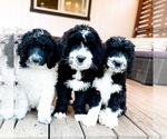 Small Photo #2 Bernedoodle Puppy For Sale in GRANTS PASS, OR, USA
