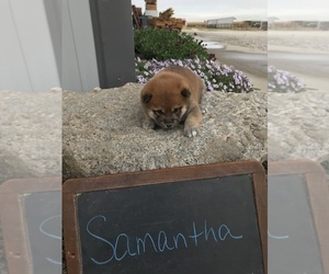 Shiba Inu Puppy for sale in SULLIVAN, IL, USA