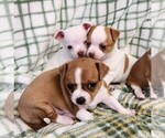 Small #4 Chihuahua