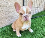 Small #9 French Bulldog