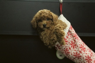 Poodle (Toy) Puppy for sale in PORTSMOUTH, OH, USA