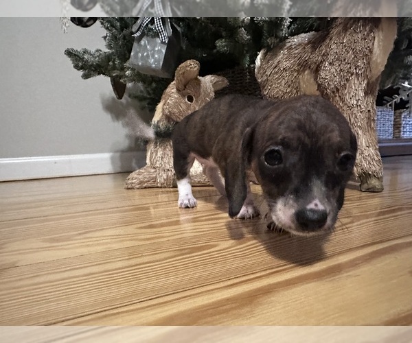 Medium Photo #2 Dachshund Puppy For Sale in ALBEMARLE, NC, USA
