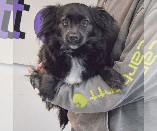 Medium Photo #4 Papillon-Unknown Mix Puppy For Sale in Huntley, IL, USA