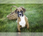 Small #3 Boxer