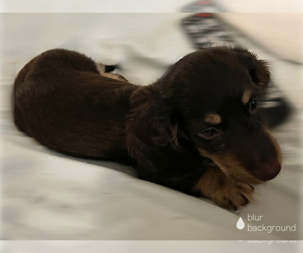 Medium Photo #1 Silkshund Puppy For Sale in FORT OGLETHORPE, GA, USA