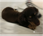Small Photo #1 Silkshund Puppy For Sale in FORT OGLETHORPE, GA, USA
