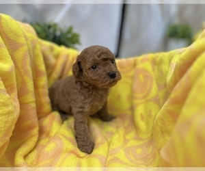 Cavapoo Puppy for Sale in HOUSTON, Texas USA