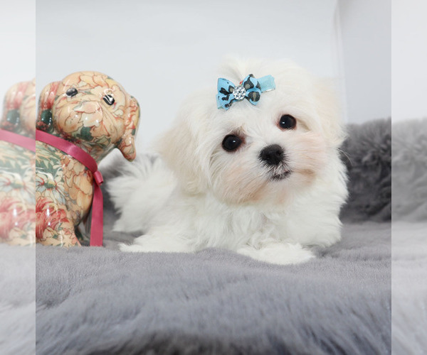 Medium Photo #4 Maltese Puppy For Sale in LOS ANGELES, CA, USA