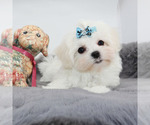 Small #3 Maltese