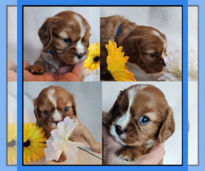 Cavalier King Charles Spaniel Puppy for sale in LOGAN, UT, USA