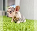 Small Photo #91 French Bulldog Puppy For Sale in ORLANDO, FL, USA
