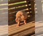 Small Photo #11 Labrador Retriever Puppy For Sale in SPENCER, TN, USA