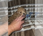 Puppy Chloe Poodle (Toy)